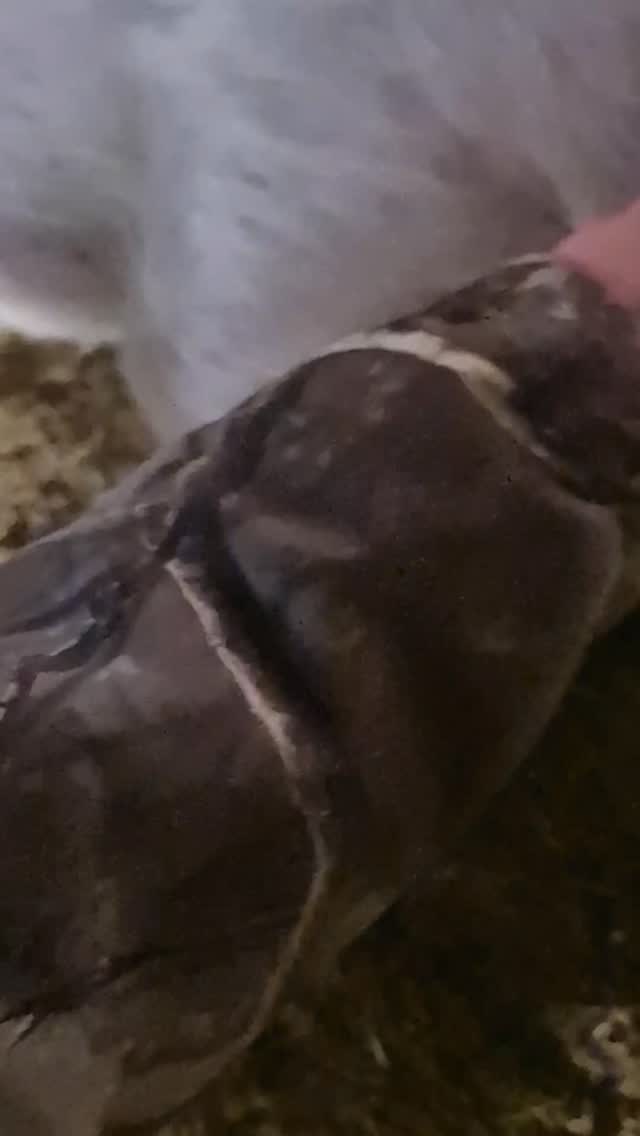 🥰 l'amour, l'amour 🐽
#agriculture #ferme #cochon
@region_auvergnerhonealpes