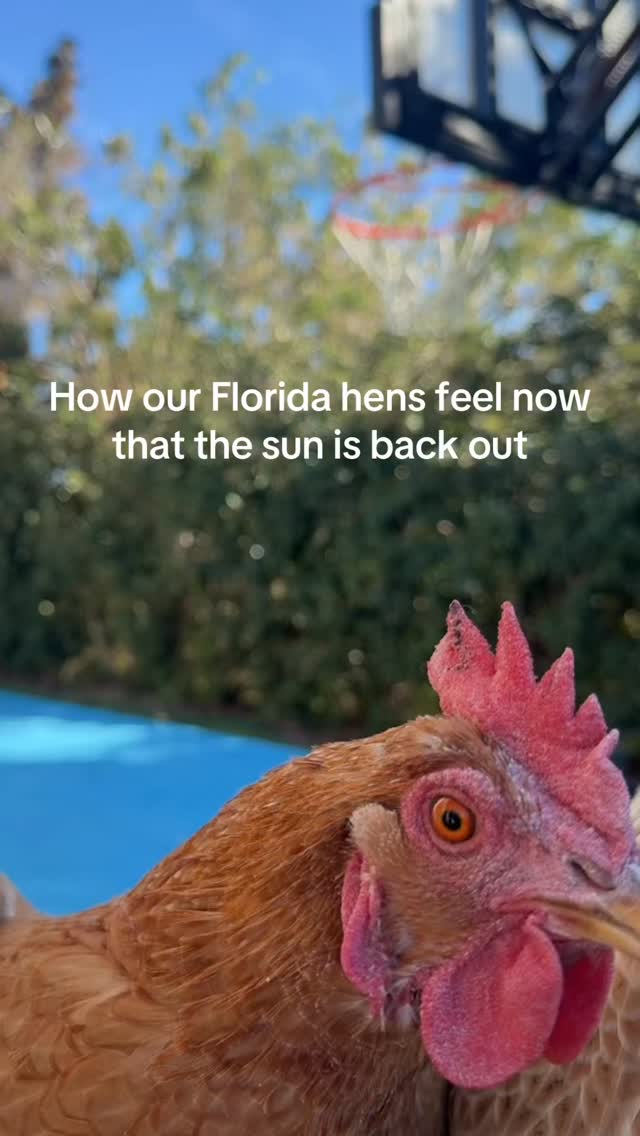 Cold cold go away that’s what all our ducks and chickens say 🥶 #freeze #cold #florida #chickens #ducks