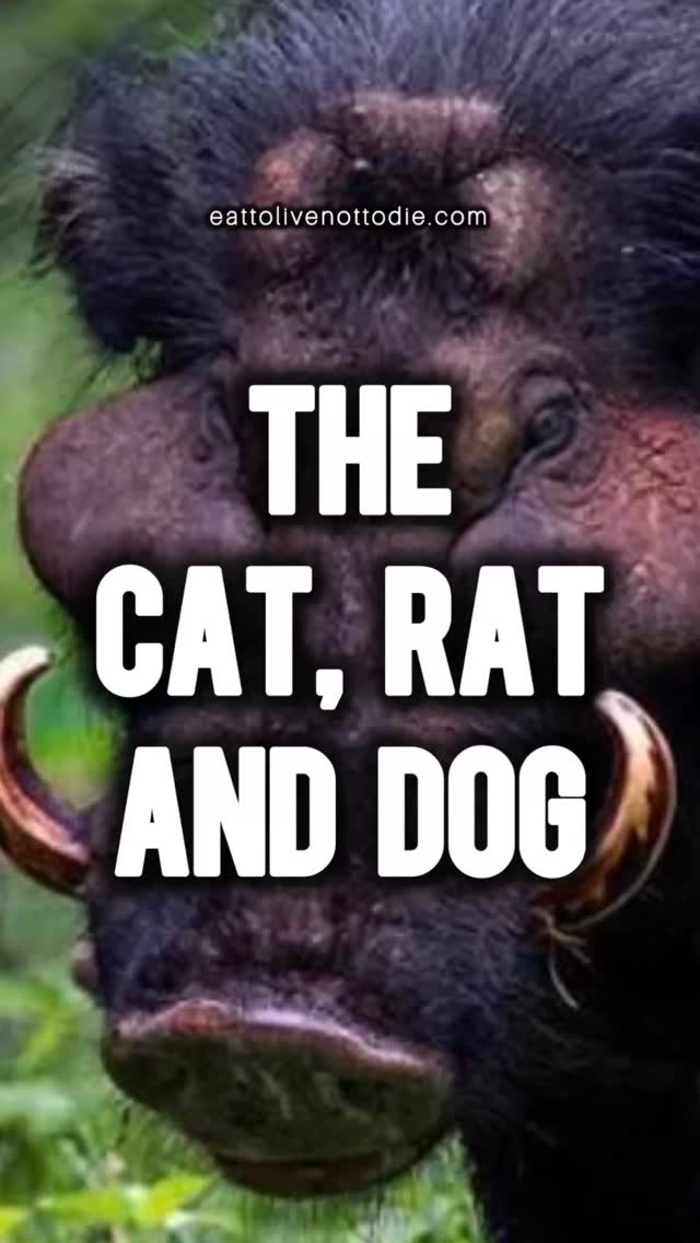 THE CAT, RAT AND DOG #etlntd