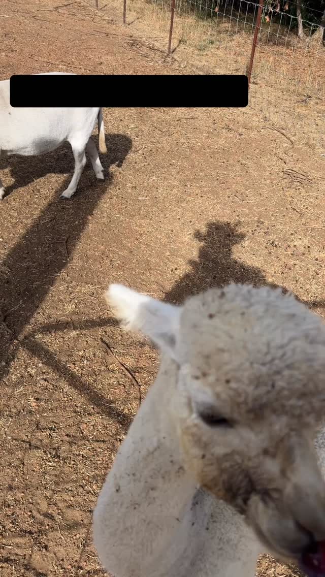Nothing to see here apart from a plum loving Alpaca! 🍑🦙
#wildinourheart #farmstay #southwestwa #perthisok #alpaca