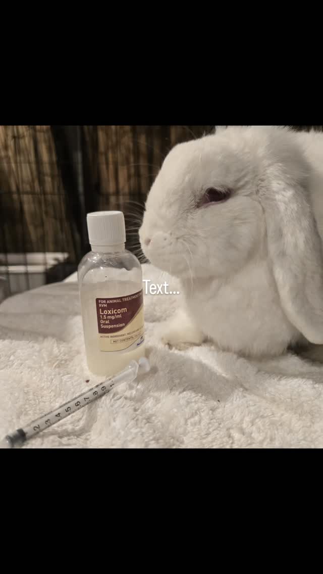 Pop corn is so good when taking his medication, a daily shot to improve his quality of live! You are adorable š°ā¤ļø#thecoolbunnysitters #petsitting #bunny #petcareservices #bunnysitting