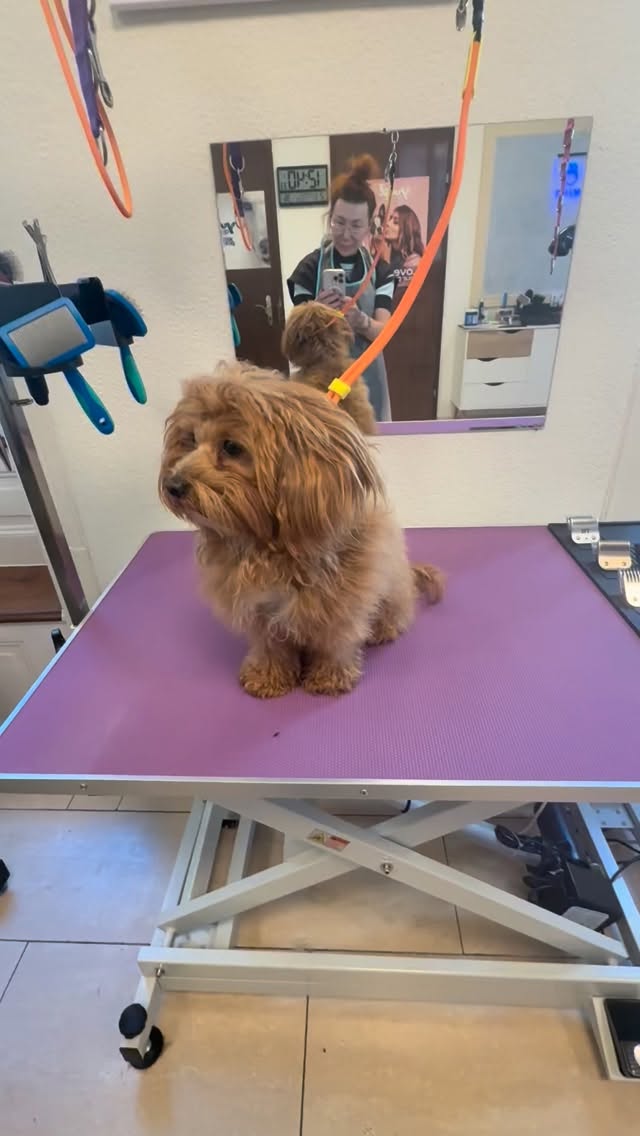 #hundesalon #grooming #grooming_luzern #hundesalonluzern #pudel