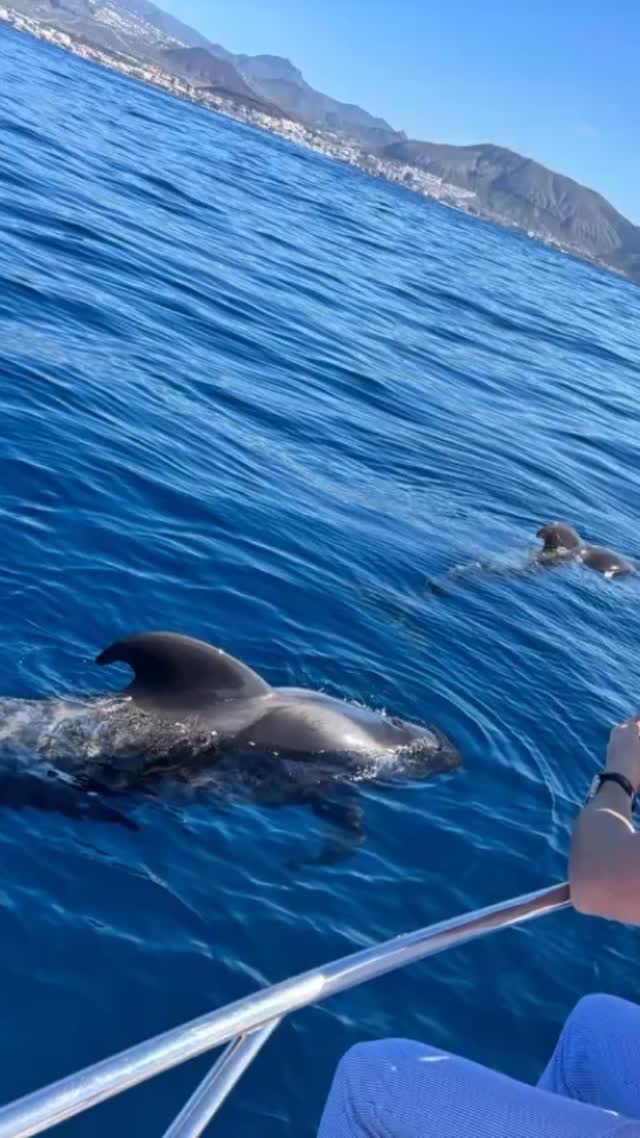 When whales decide to visit us, time stands still. Engines off. Hearts open. A moment that stays with you forever. 🐋✨🚤
#bluejacksail #whalewatching #naturelovers #tenerife #canaryislands