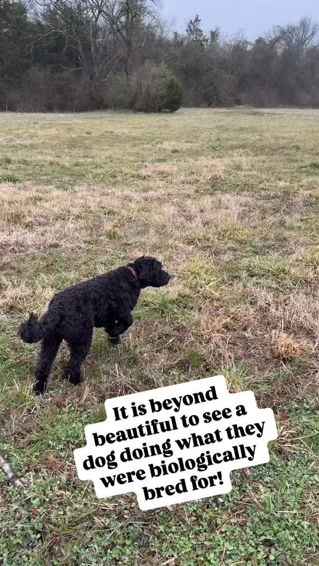 #offleash #Hunt #dogtraining