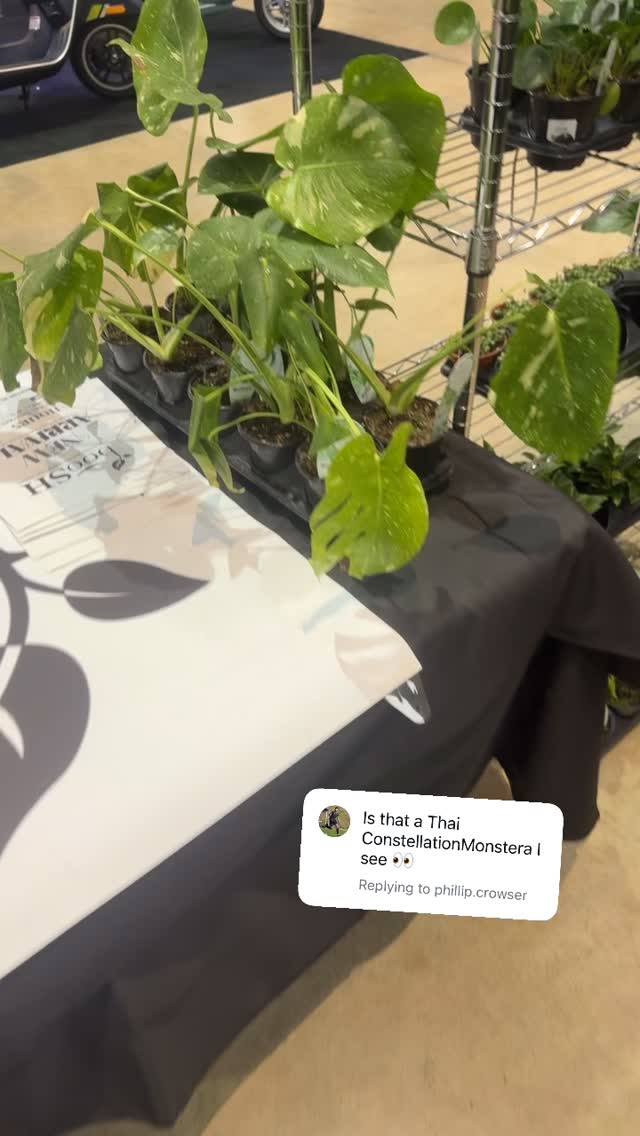 Some Thai Constellations here at the Tacoma home and garden show
#variegatedmonstera #plantlover #rareplants #plantshop