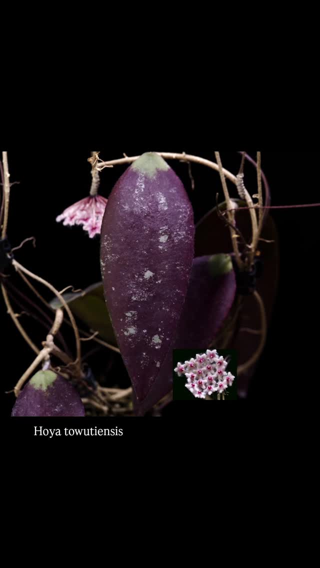 Why are Hoyas fairly unpopular in the mainstream, but enjoy an almost cult like following among collectors?
I have a couple of theories, which I'll share why anyone interested. But I'd like to hear your opinion. What do you think?
#hoyatowutiensis