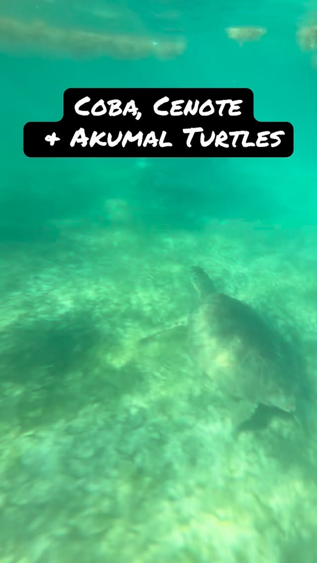 Just an amazing day with Senor Travel Bug today, living the promise of bespoke tours. After a chat with my Dutch clients to unseat and their interests I put together a tour I’d not done before, but of places I had been and love and recommend. We started with a bike ride through the Mayan site of Coba, already a unique experience, then climbed the second highest Mayan pyramid inthe country. From there a drink and Yucatecan snack by the lake in the village before a guided snorkelling tour through an underground cenote that feels more like a 66 million year old underground and underwater cathedral. We wrapped up the day swimming with turtles, manta rays, barracuda and fish. It was incredible for all of us, including the guide!! #mexico #turtles #akumal #coba #bicycle