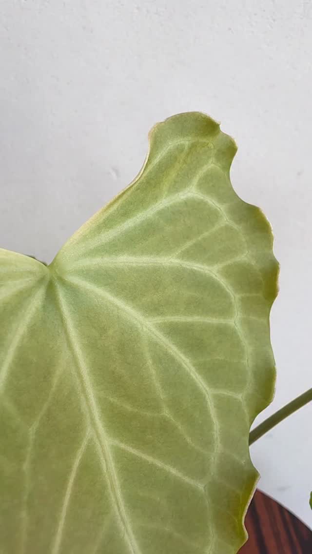 Happy Monday, you buttered biscuits!! ☀️
The only King Clarinervium that I can seem to keep alive 🤭
I have this one for over 3 years now. I managed to make several cuts a couple of years ago since then it has been growing slow.
Wavy edges is part of its mutated form.
No it is not for sale. For your eye entertainment only.
#anthuriumkingofclarinervium #plantsmakepeoplehappy #anthuriumaddicts #mutationleaf #plantsaremedicineforthesoul #plantgrowth #plantlife