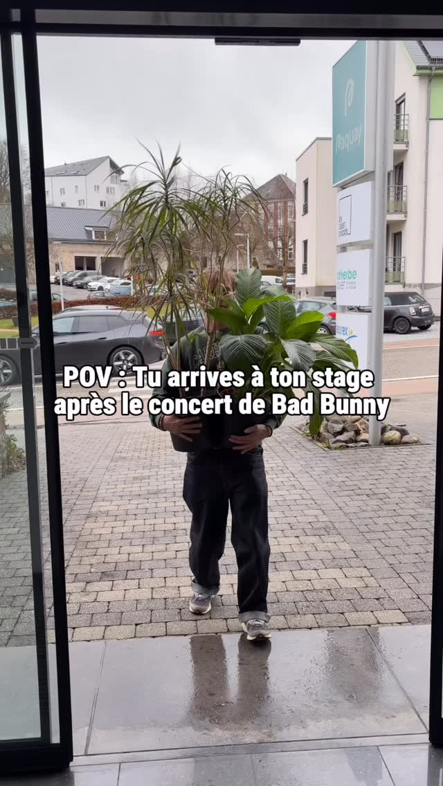 Stagiaire tac.studio à temps plein, buisson pour Bad Bunny à temps partiel 🌳