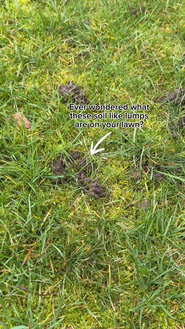 Yes that’s right, these soil like lumps are actually GOOD for your lawn ⬇️
These are called worm casts and are nutrient rich deposits from earthworms and indicate a healthy soil, as well as improve aeration.
So if your lawn care hasn’t kicked in yet and you’re waiting until Spring, there’s no need to do anything… but if you think they look messy and are a nuisance when it comes to mowing your lawn, leaving behind smears of mud then here is what you can do ➡️ use a back of a rake or a brush, to brush the soil deposits back into the lawn so you don’t loose the goodness.
This will stop the mud smearing and will keep your lawn looking lovely and clean. Just make sure you wait until the lawn is dry to do this!
#Garden #wormcasts #lawncare #gardening #lawn