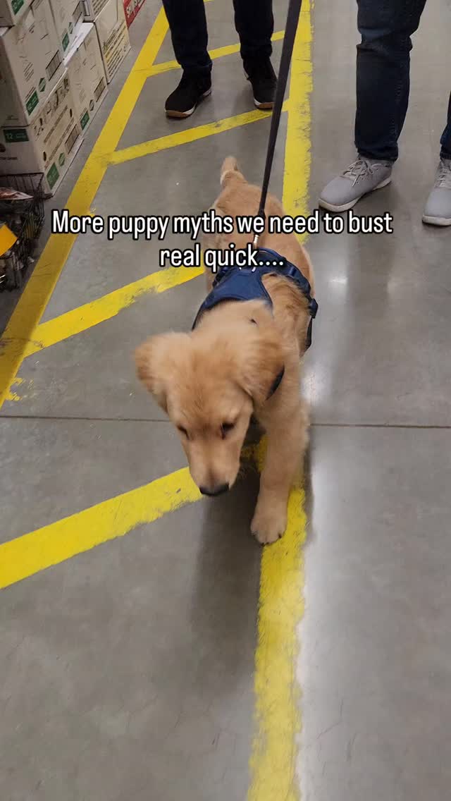 Follow me for realistic puppy training for your real life 💓