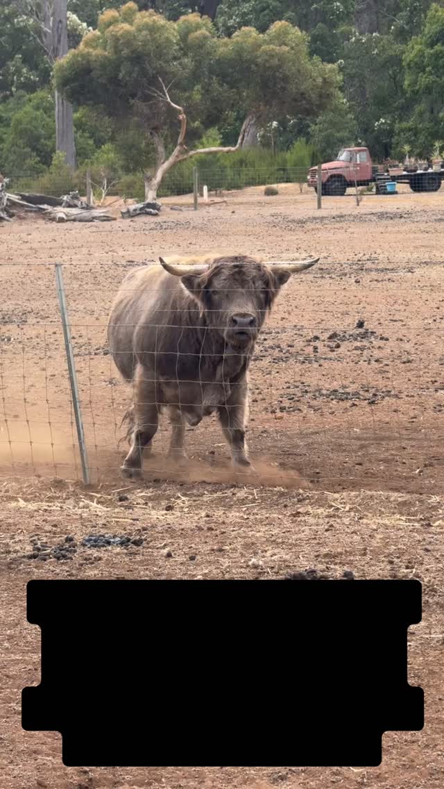 ‘Winnie the Moo’ is in heat … the boys most definitely know!
#wildinourheart #farmstay #southwestwa #highlandcow #fyp