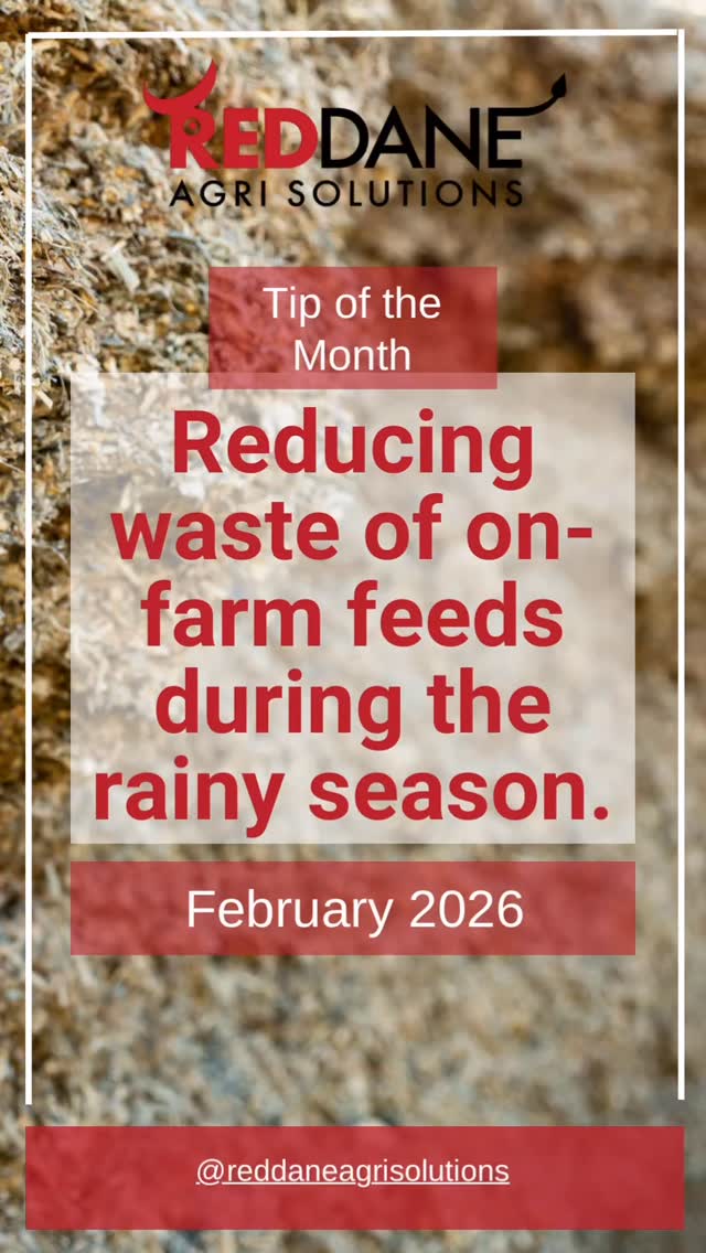 Silage season is about to be in full swing, and the last thing you want to do is waste any of this hard-earned, high-value forage. Here are some simple ways you can protect your silage and get the most out of it.
#silage #cattlefarming #cattleforage #reddaneagrisolutions #wearelivestock