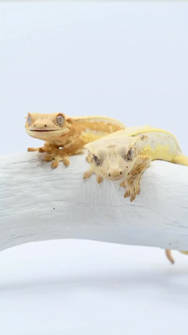 Two cuties hanging out during photo day.
