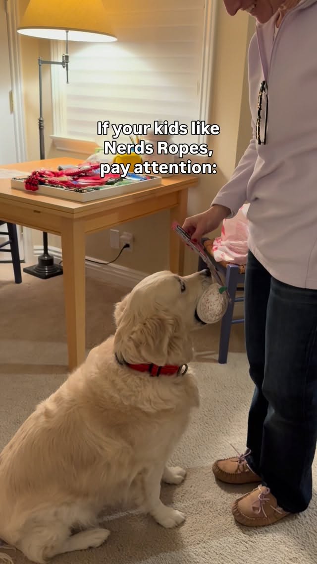 Nerds Ropes are “manufactured in a facility where milk, eggs, tree nuts, peanuts, wheat and soy are used in the production of other products.” That sounds like it “should” be fine if you’re allergic to peanuts, right? No. It’s a game of roulette and not worth the risk.
Valentine’s Day is coming up and Nerds Valentines Ropes are a popular treat. Please share this with anyone who is allergic to peanuts or knows someone who is allergic to peanuts. You’re better off skipping it and finding a safe alternative.
Harley is a golden retriever allergen alert service dog trained to detect peanuts for her peanut allergic human. Harley is also known as Detective Harley, F.A.D.D. Food Allergy Detection Dog®️. Cody is her little brother and is training to be just like her. Joey is our Treat Distribution Supervisor. We help food allergy families navigate snacks, restaurants, and food allergy life, one whiff at a time.
🐾 This account is for information only. You should be certain to conduct your own research to ensure your safety from your allergens.
🐾 We encourage sharing our content to help educate and spread food allergy awareness.
#foodallergies #servicedog #goldenretriever
