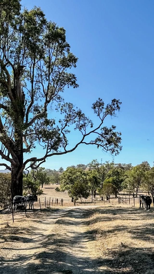POV: you thought you booked a house — turns out you booked 25 acres of breathing room