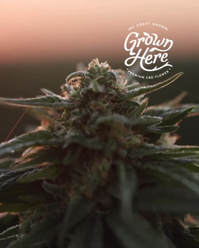 We have always believed that Love In. Equals Love Out. One of our core pillars of how we grow and the products we provide and the work we try to embody.