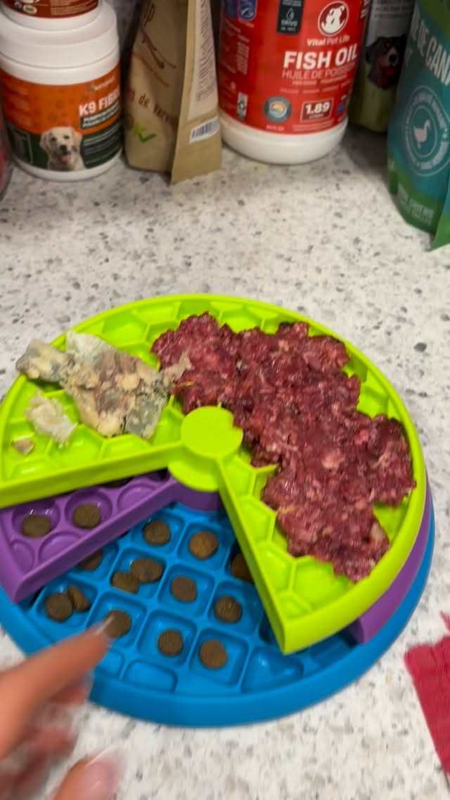 Who needs a bowl when there are so many fun ways to eat dinner! Enriching our dog’s lives is super fun and easy!
#dogenrichment, #fundog, #fullheart, #ilovedogs, #bernedoodle