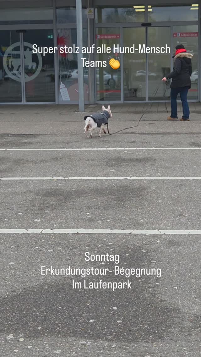Heute Sonntag- durften 4 Hund - Mensch Teams den Laufenpark erkunden. Jedes Team in seinem eigenen Tempo, die einen eher zurückhaltend- beobachtend die anderen interessiert an allem. Die Gerüche einmalig spannend🐶🐾 eine gelungene Entdeckungstour für alle ... um den Alltag Mensch näher an den Hund zu bringen, in einer kontrolliert aufgebauten Weise.
Eindrücke wahrnehmen- Hunde lesen- Bedürfnisse erkennen.
#hundebegegnungen #erkundung #laufenburg #hundeverhaltenverstehen #codedoglove