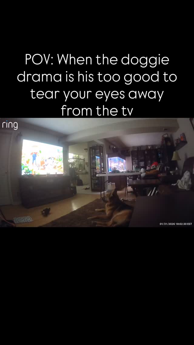 Watching her drama #dogtv #dogs #dogsofinstagram #gsd #gsdofinstagram