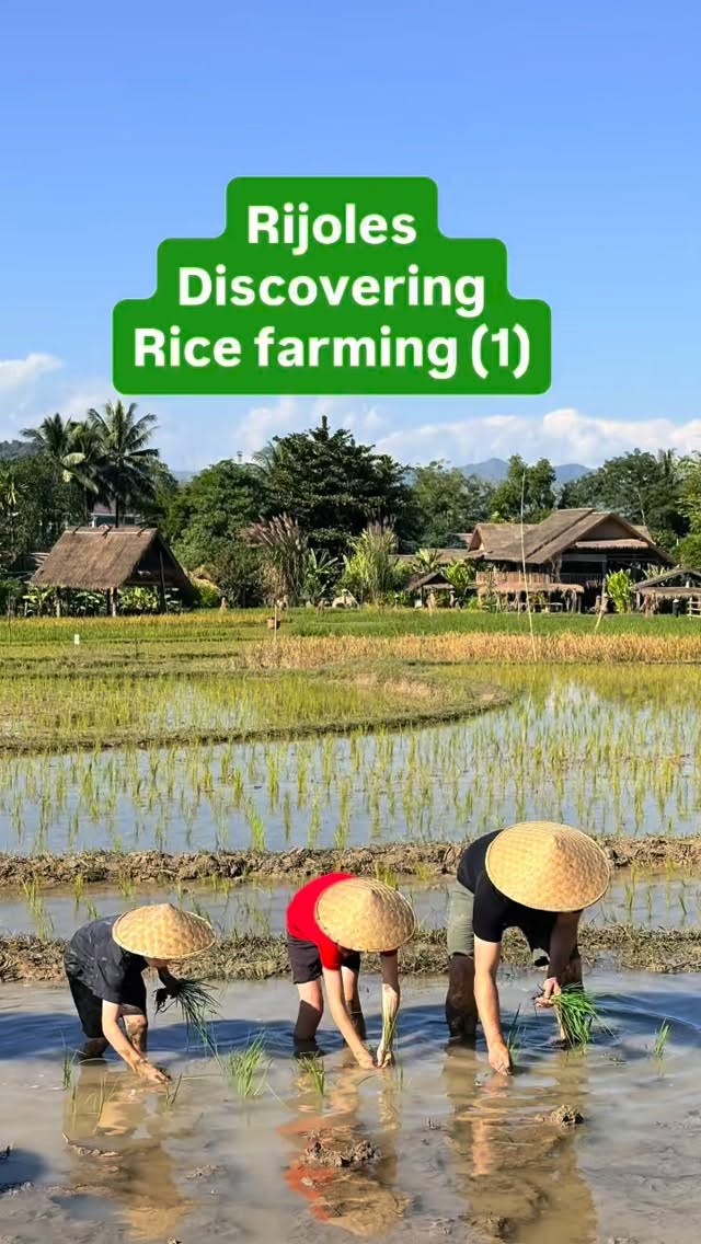 Living Land Rice Farm, Luang Prabang, Laos.