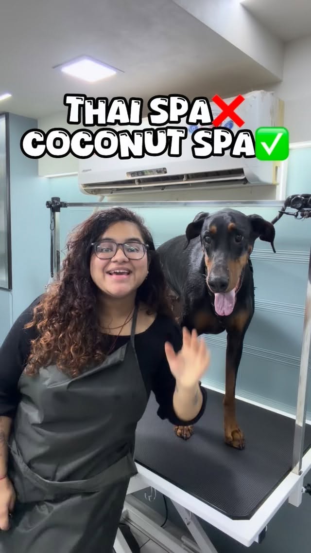 “From coconut champi to a full spa day ✨
Honey trusted me with her care, and that’s the real luxury 💛🐶”
#oilmassage #petstudio #trendingreels #dogspa #groomer
(Mumbaipets,dog groomer,trendingaudio,trendingreels,spafordogs)