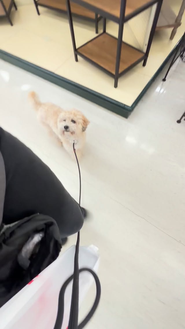 Little Mr. Bento 🥰
I am so proud of this sweet boy.
Some of you may remember the doodles rescued from a hoarding situation — severely matted and underweight. After Bento was adopted, his wonderful family hired me to help support him as he settled into his new life.
Huge credit goes to @renegade_rescue for saving these pups and placing them with amazing families. Watching Bento thrive has been such a joy 🤍
#dogsofsavannah #rescuedog