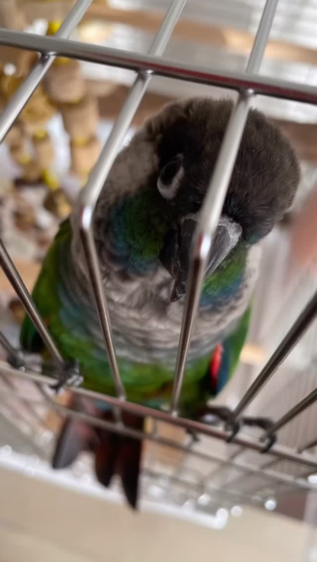 ウロコインコ🦜のロン君
放鳥は無しなのでゲージ外から健康チェック✅と
遊び! ご飯🍚お水交換もしっかりと🤩
最初は少し怒り気味だったけど何度か伺うと少し慣れてくれて穏やかに💕 シニアさんだけど元気いっぱい😀 またお世話に行くね🏃
#アニマルヘルパーなありん
#ウロコインコ
#名古屋市ペットシッター
#ペットシッター名古屋
#小動物のお世話