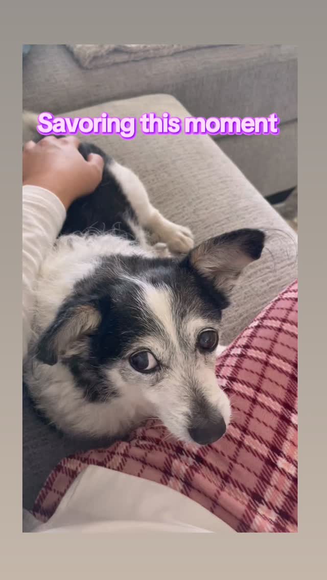 It has taken years to get Eddie to lay next to me on the couch. He would lay by me but never touching. I could never pet him because he would always try to bite me. This week he got on the couch and purposely laid next to me and let me pet him and give him affection. I could savor this moment forever. I’m so proud of him and how far he has come. His anxiety-aggression has been a challenge all these years. But with love and patience and meds, he’s come around. He knows I love him and he’s the center of my universe. I know he loves me and would follow me to the ends of the earth. He had a rough start before me, but I will make sure he only remembers his time with me. He got through a bath this week without aggression too.
Don’t give up hope on your anxious, aggressive dog. It takes time but they can change. It’s worth every tear and heartache to get them to know they are loved, safe, and protected.
#dogmom #anxiousdogs #adoptdontshop #patience #loveconquers