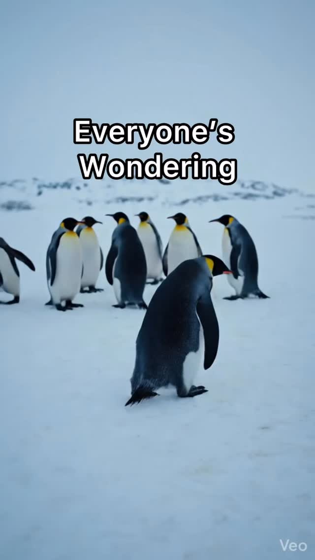 Me walking away from my responsibilities to go hang out at FURENDS. 🏃♂️❄️
If you know, you know.
#PetStudio #Furends #TrendingReels #AnimalLovers