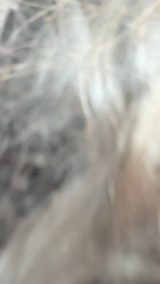 😍Before and After 😍
Curly cut done by me and using Sebastian texturizer and Ultimate smooth oil
#wellapassioninstausa #wella #sebastianprofesional