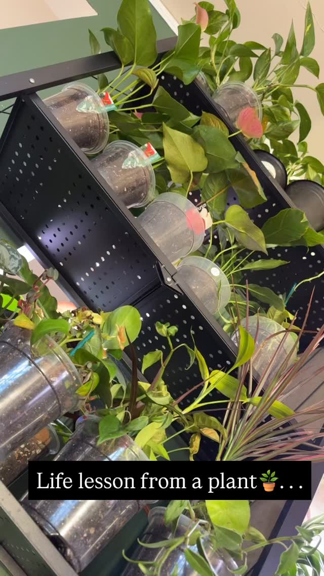 Life lesson from the likes of Scindapsus pictus ‘Platinum Java’