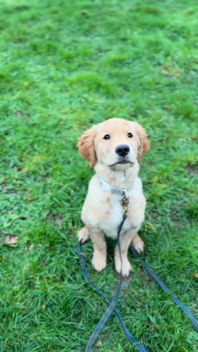 Baby Junie joined us today for her first training session. It’s great building a bond in your training from early days, keeping the focus and engagement high. Although the weather is definitely a bit grey and rubbish, she’s confident, working past distractions and having lots of fun! ❤️