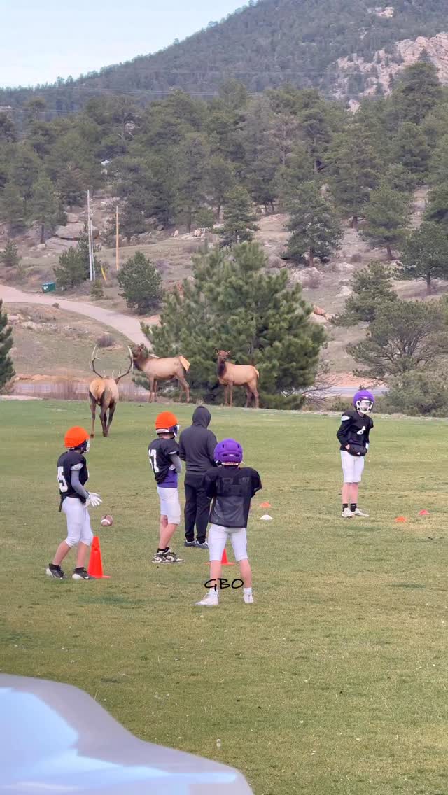 This is our kind of halftime show! Who are you going for today?
#wildlife #wildanimals
#foryoupageシ #elk #bullelk
