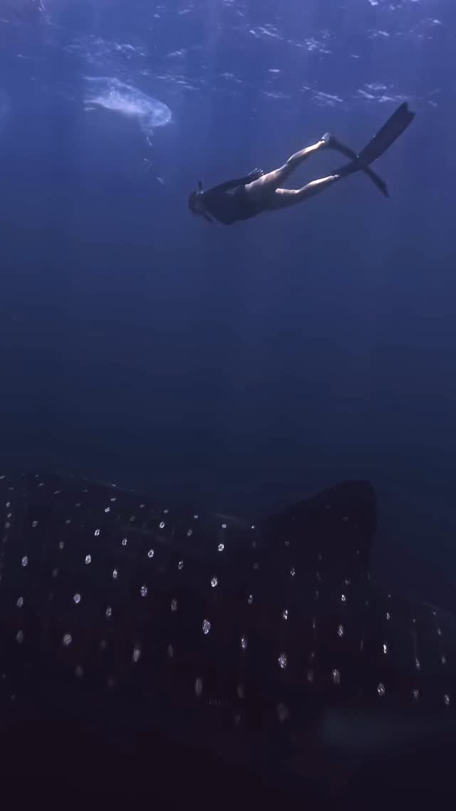 One of the most incredible experiences of my entire life 🩵🤿🧜🏼♀️🌊
#whaleshark #girlswhofreedive #freediving #girlsthatfreedive #conservation