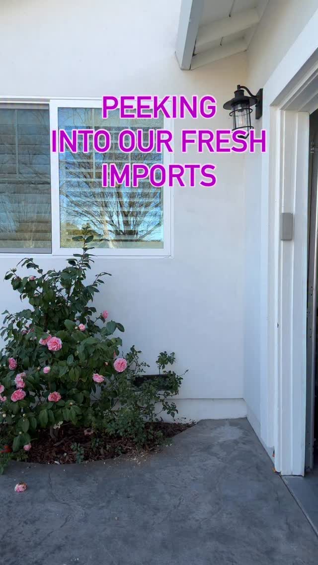 Who is in the right mind buying that huge HU??? Me, yours truly!!!
When the opportunity arrived, I couldn’t pass.
Do you want to see more of this batch of fresh imports? Come join us for Palmstreet sale later today on Feb 11, 4 pm PST.
🌱🌱 Find us in @palmstreetapp under: greenpunches
#plantsmakepeoplehappy #plantshopping #plantonlineshop #wearepalmstreet #anthuriumaddicts #supportsmallbusiness #plantcommunity #plantlife #planteveryday