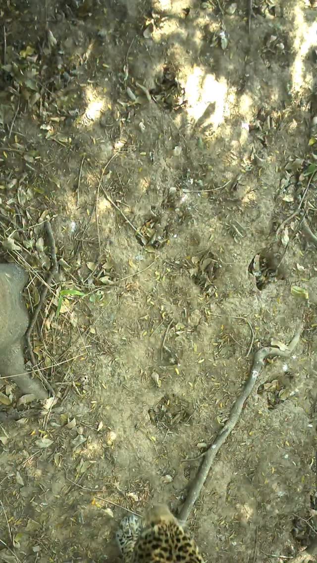 Have you ever seen a jaguar from above? 👀 🐆
Founder @benjaminlwild wanted to capture a slightly different angle of the jaguars in the Pantanal 🇧🇷
In collaboration with @jaguaridproject 🤝
#pantanal #jaguar #birdseyeview