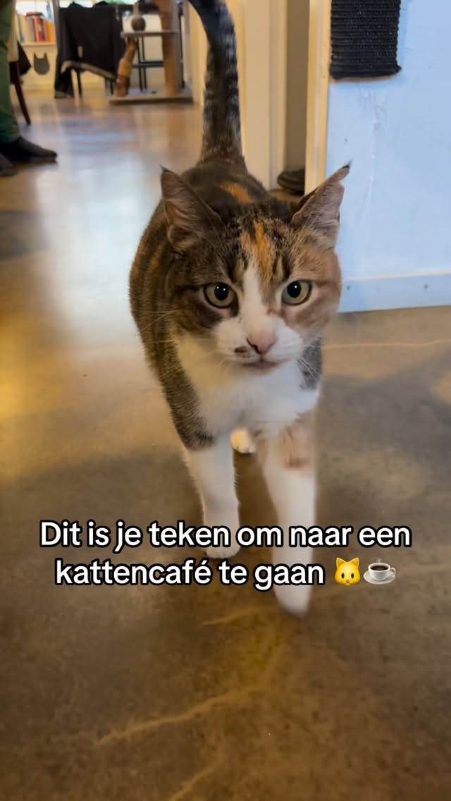Soms heb je gewoon een teken nodig 😌🐾
Koffie, katten en cozy vibes wachten op je ☕💛
#katcafe #cozyvibes #alkmaar #catsoftiktok #koffiemoment
