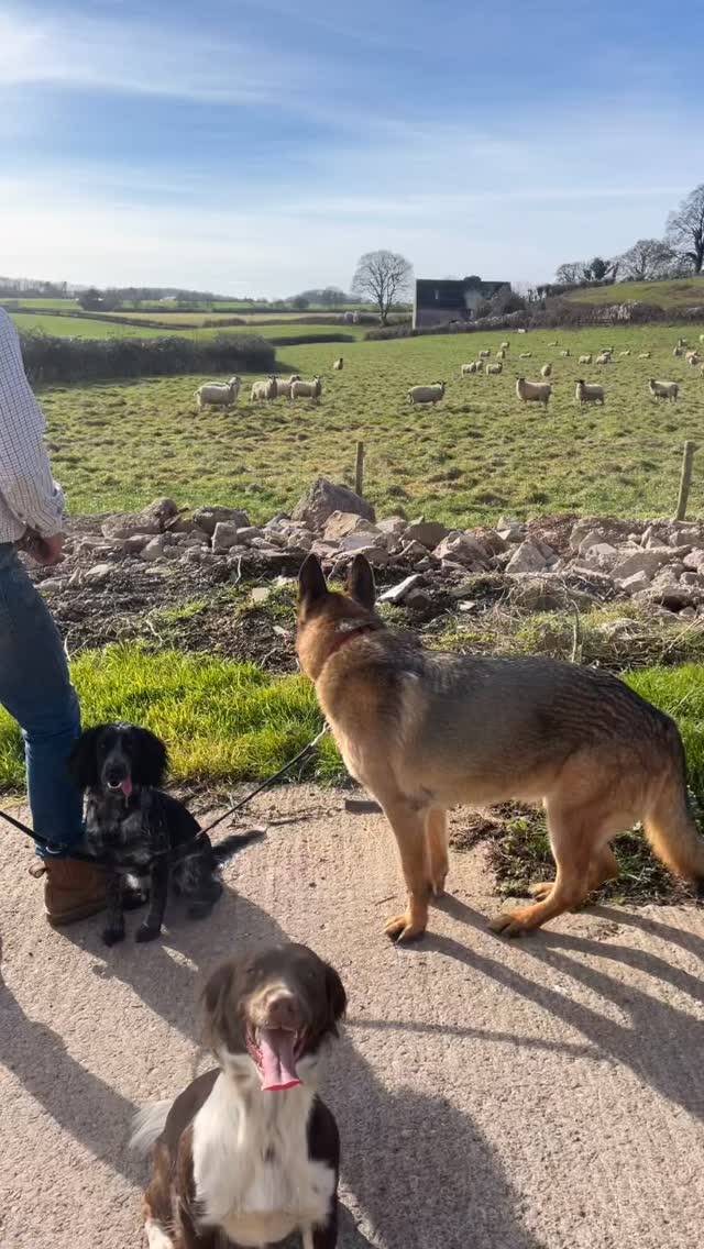 3 years (+2 days) at Lower House Farm! 🔑
(Late post because life is so full on I forgot!)
Wow has that time flown 😳. I can’t quite believe we are entering our fourth year of farming in our right here at Lower House Farm. We are 3/5ths through our tenancy! 😢
Looking back sooo much has changed on the farm and yet I feel like we are just getting started.
Matt and I seem to have aged exponentially in that time, the dogs have grown up, the mouths to feed has expanded and we have our own little mini farmer making strides everyday.
Making the farm viable is still very much front and centre for us and I’m taking a sweet little moment to acknowledge and be grateful for everything that’s happened already and refocusing forward on what I hope we can achieve this year and next.
We hope you enjoy following along for the journey too!
#tenantfarmers #firstgenerationfarming #farmtenancy #lowerhousefarmwales #familyfarm