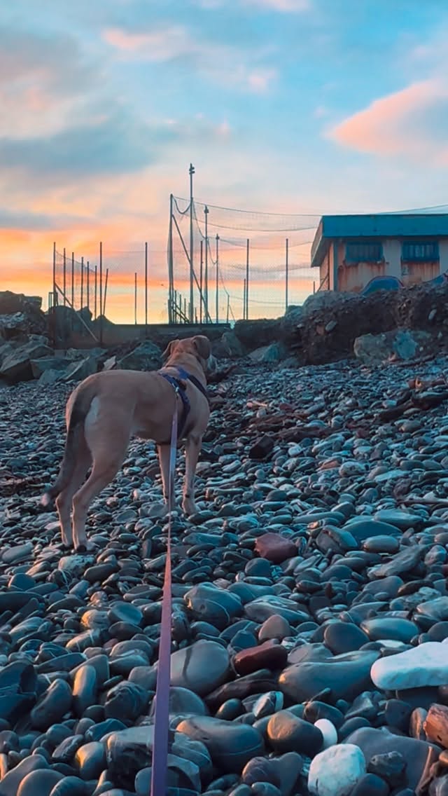 Passiamo la vita a rincorrere la felicità.
Poi un giorno ci fermiamo…
e ci accorgiamo che ci stava già aspettando. 🐾
Ha quattro zampe, ci guarda negli occhi
e chiama famiglia il nostro nome.
#dogsofinstagram
#dogs
#doglover
#doglife
#puppylove