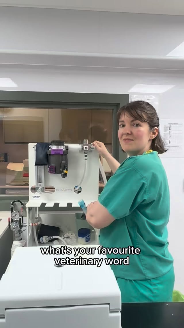 Asking the team what their favourite veterinary word is 🐾