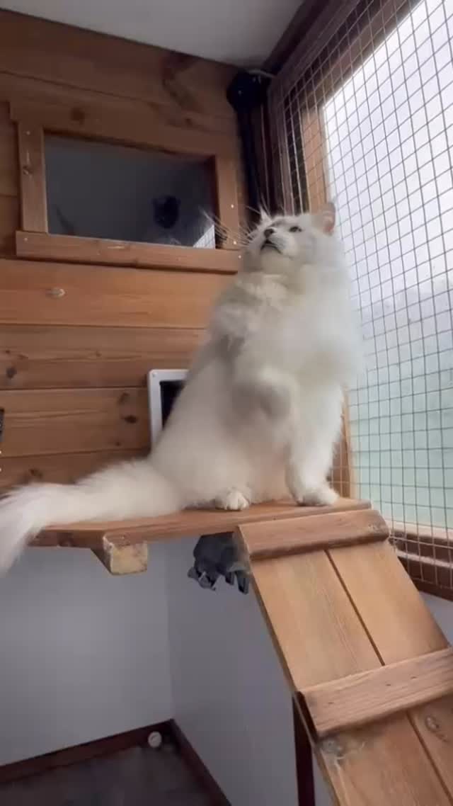 Our King 👑#mainecoon #mainecoonkittens #mainecooncat #catlovers #mainecoonlove