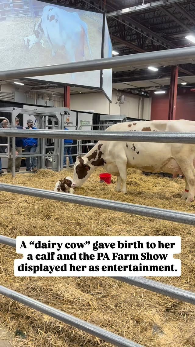 Our team attended the PA Farm Show @pafarmshow last week to show you what dairy truly looks like from the inside. This cow was forced to give birth on display in front of hundreds of people. She was bleeding, vulnerable, and trying to clean and bond with her newborn while show-goers gawked at her and employees told onlookers how she was feeling and what she was thinking and experiencing, in their opinion.
What happens next depends on the calf’s sex:
🐮 If the calf is female, she will be raised to replace her mother—impregnated over and over so her milk can be sold to humans for profit, until her body gives out and she is sent to sl@ughter.
🐮 If the calf is male, he is considered “waste”. He’ll be sent to be k*lled for veal, or sl@ughtered because he can’t produce milk.
This calf was female 👇
This mother doesn’t know that yet. She’s just doing what mothers do—licking her baby, bonding, protecting. Animal agriculture turns birth into a spectacle and motherhood into a resource.
Use the poll to let us know how you feel about this 🗳️
#farmshow #4h #ffa #farmer #milk #birth