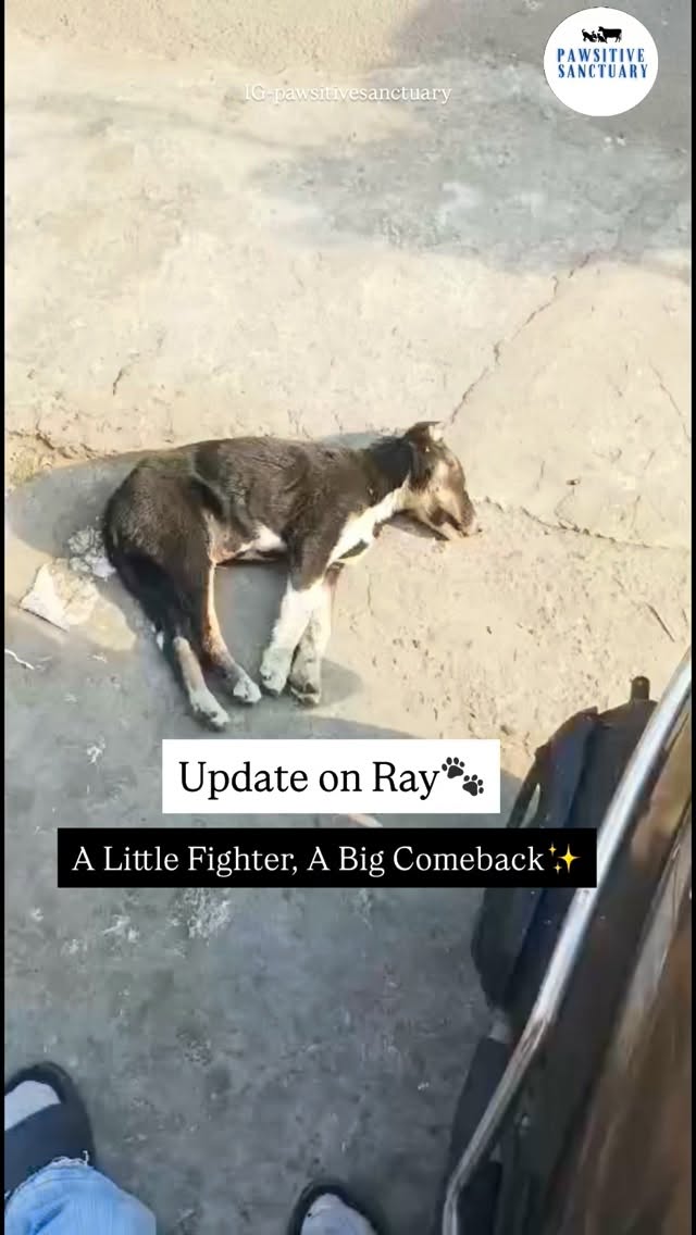 Rayโs Update ๐พ
Ray was once found lying unconscious on a busy road, just a few months old and completely alone. Locals believed he had been hit by a vehicle, as he showed no response to his surroundings. Our vets initially diagnosed him as blind, possibly due to a brain injury or loss of eyesight caused by the impact.
Today, seeing Ray like this feels nothing short of a miracle. โค๏ธFrom being in that heartbreaking condition to the happy boy he is now, his transformation is truly amazing.
We recently took Ray to the vet again, and weโre relieved to share that he is not completely blind. While his vision is limited, he can see and manage his surroundings well.
Ray is now happily enjoying his life with us. He is our special baby, full of love and resilience. His adorable monkey jumps bring smiles to everyone around him and remind us how strong he truly is. ๐๐พ
If anyone would like to virtually adopt Ray, please come forward and support this little fighter for โน2,000 / $30 only. Your support helps us continue caring for special souls like Ray. ๐๐
#adoptdontshop #rescuedogsofinstagram #beforeafter #transformation #donate