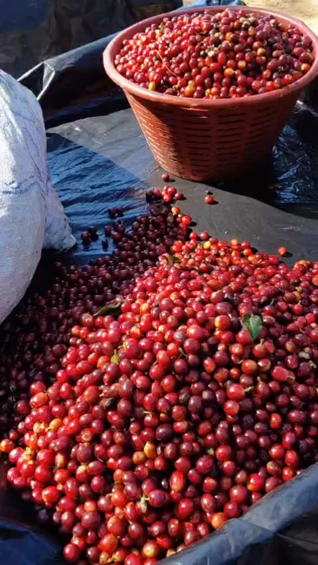 This is how our harvest sounds.
#elgigantecoffee #cosecha2026 #specialtycoffee #guatemalancoffee