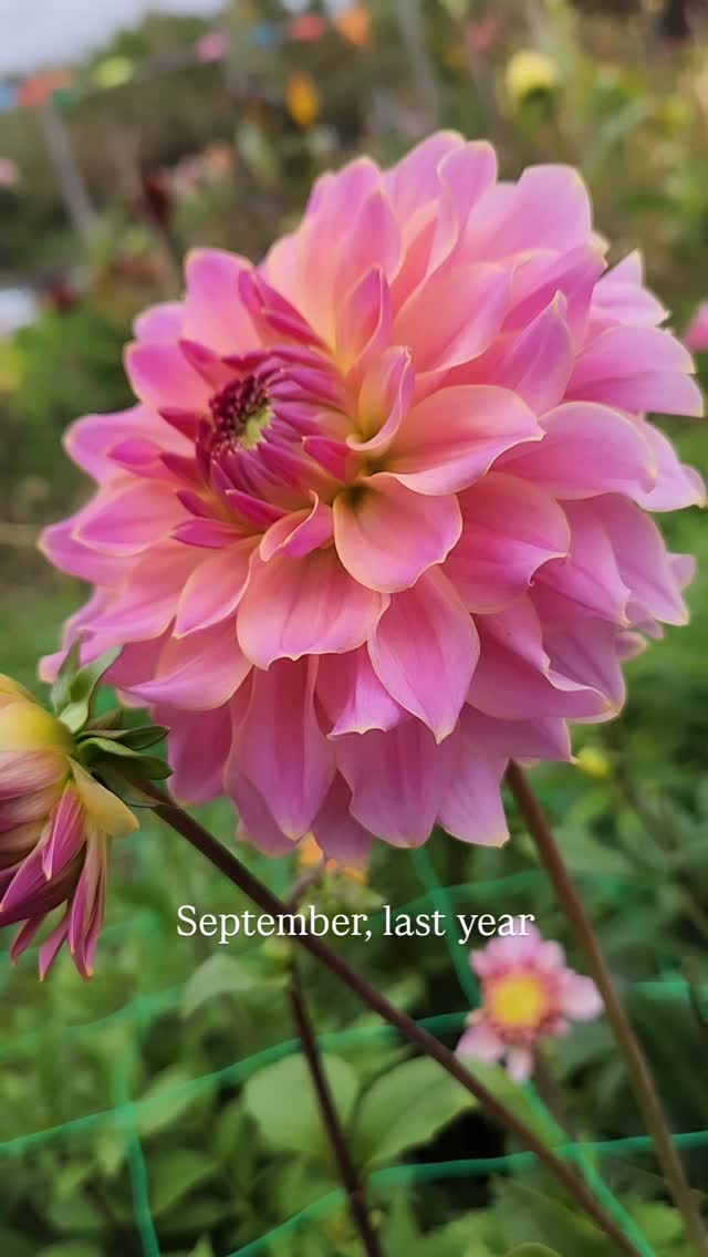 This dahlia seedling may not have made it through winter,
so we're letting this one linger.