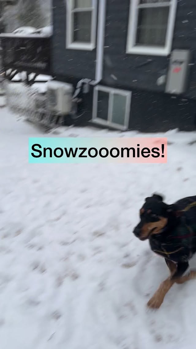 I can’t express how gentle this snow feels💖❄️🧚 Since Helene, rain, wind, thunderstorms, ice events just haven’t landed well. This snow feels like a friendly, cozy reset. Felt awesome to laugh and play in the fluffiest of snow!
#dogfriendly #englishbulldog #wnc #dogsofasheville #winterwonderland