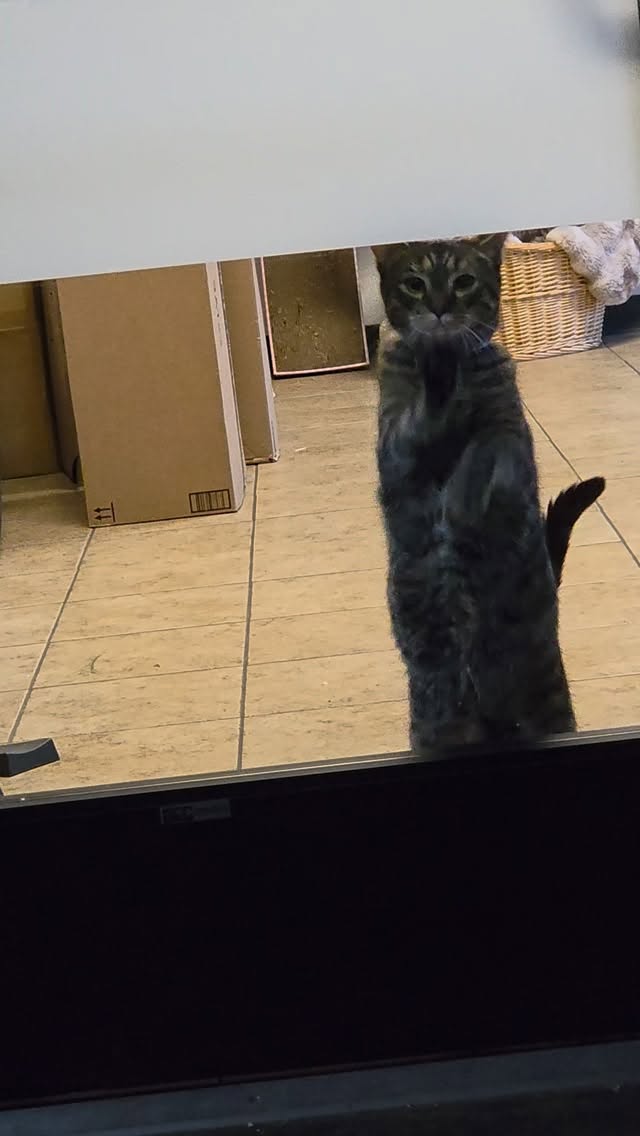 Okaaaaaaaaaay!!! I'm coming! Haha. This is Dahlia. She's one of our newest residents!