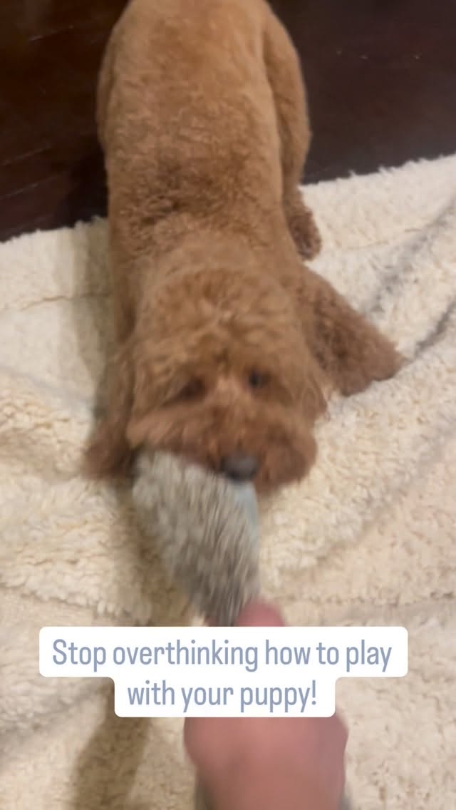 When playing with your puppy just
forget the rules and enjoy yourselves 🐾
You’ve probably heard them all:
“Never play tug-of-war”
“Don’t let them win”
“No rough play”
And so on …
In reality is there isn’t one right answer.
What matters is finding what YOU and YOUR puppy both enjoy.
Some dogs love tug. Some prefer chase. Some just want to wrestle with your hands. And they all are perfectly okay.
There are many variables to think about when deciding what is good for your puppy like breed, age & energy level. Also, what makes BOTH of you happy and will help you strengthen your unique bond!
The perfect play session is the one where you’re both engaged, having fun, and feeling satisfied afterward.
That’s it.
Confused? Let’s cut through the noise together → Free call in bio
#DogPlay #DogBehavior #PlayWithYourDog #DogBonding #DogTrainingTips