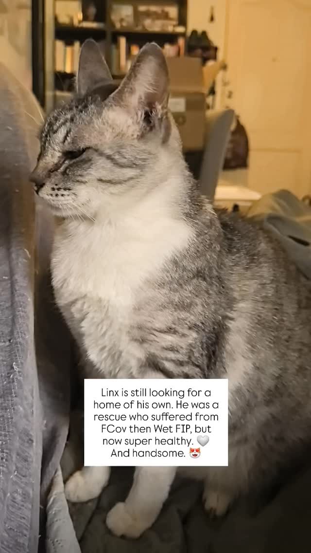 Adopt our super survivor Lynx 🩶